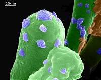 Martian toxin found to toughen microbe built bricks