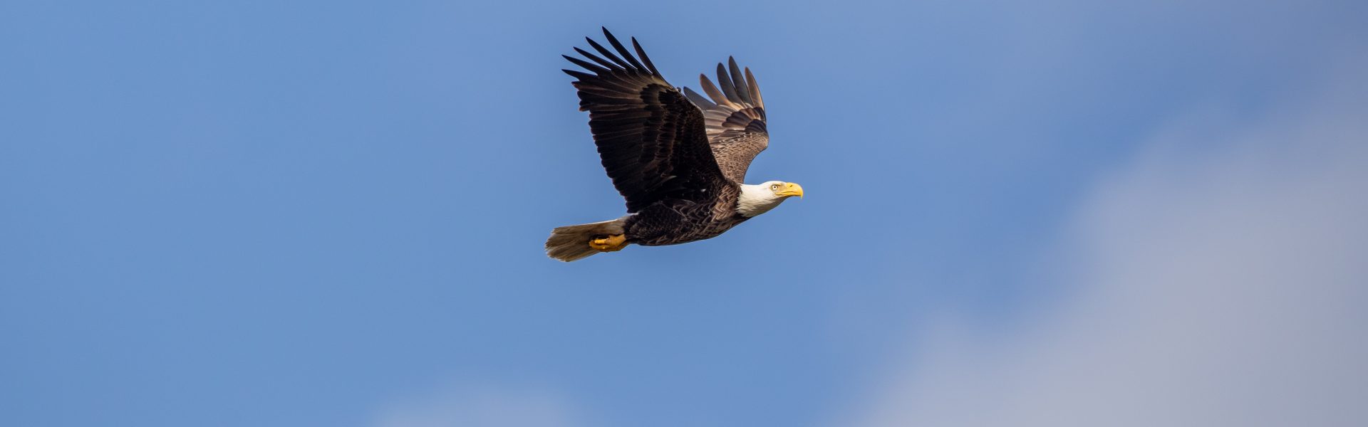American Bald Eagle at NASA’s Kennedy Space Center