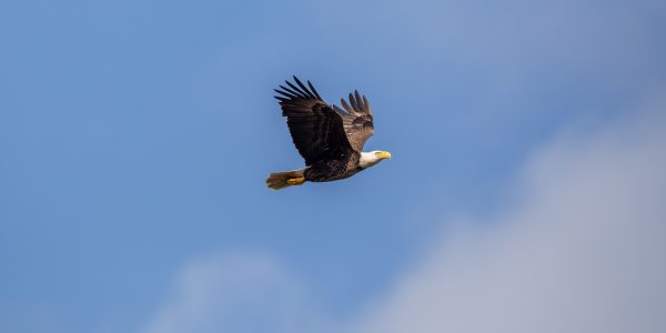 American Bald Eagle at NASA’s Kennedy Space Center