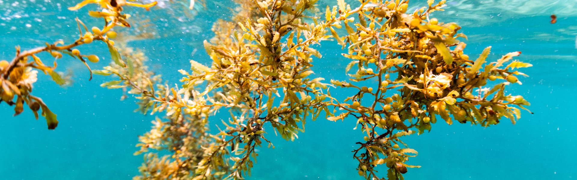 USBR Halt the Hitchhiker: Invasive Species Challenge